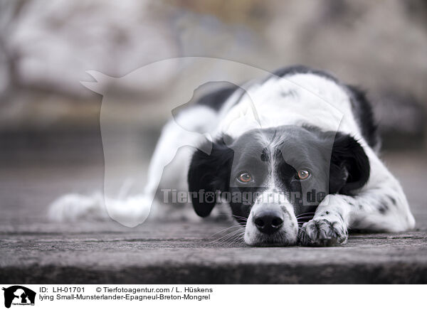 liegender Kleiner-Mnsterlnder-Epagneul-Breton-Mischling / lying Small-Munsterlander-Epagneul-Breton-Mongrel / LH-01701