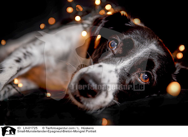 Kleiner-Mnsterlnder-Epagneul-Breton-Mischling Portrait / Small-Munsterlander-Epagneul-Breton-Mongrel Portrait / LH-01725