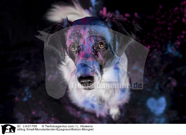 sitzender Kleiner-Mnsterlnder-Epagneul-Breton-Mischling / sitting Small-Munsterlander-Epagneul-Breton-Mongrel / LH-01766