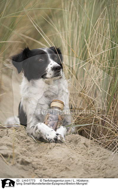 liegender Kleiner-Mnsterlnder-Epagneul-Breton-Mischling / lying Small-Munsterlander-Epagneul-Breton-Mongrel / LH-01773