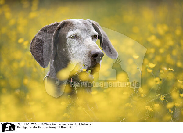 Perdiguero-de-Burgos-Mischling Portrait / Perdiguero-de-Burgos-Mongrel Portrait / LH-01775