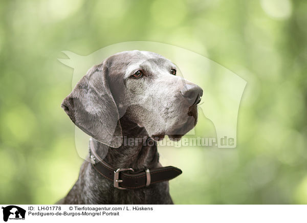 Perdiguero-de-Burgos-Mischling Portrait / Perdiguero-de-Burgos-Mongrel Portrait / LH-01778