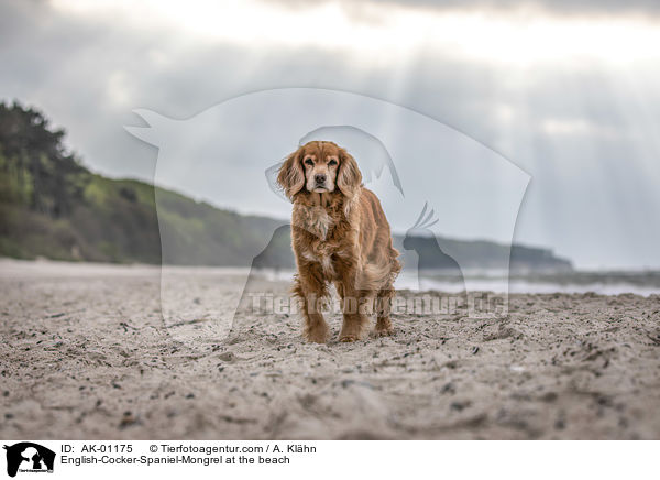 English-Cocker-Spaniel-Mischling am Strand / English-Cocker-Spaniel-Mongrel at the beach / AK-01175