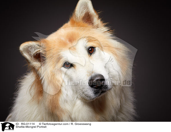 Sheltie-Mischling Portrait / Sheltie-Mongrel Portrait / RG-01114