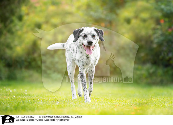 laufender Border-Collie-Labrador-Retriever / walking Border-Collie-Labrador-Retriever / SZ-01352