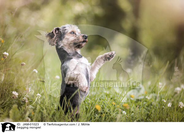 Mischling macht Mnnchen / begging mongrel / JAM-01023