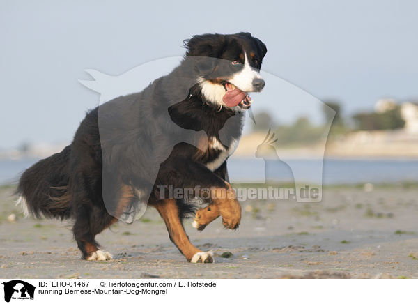 rennender Berner-Sennenhund-Mischling / running Bernese-Mountain-Dog-Mongrel / EHO-01467