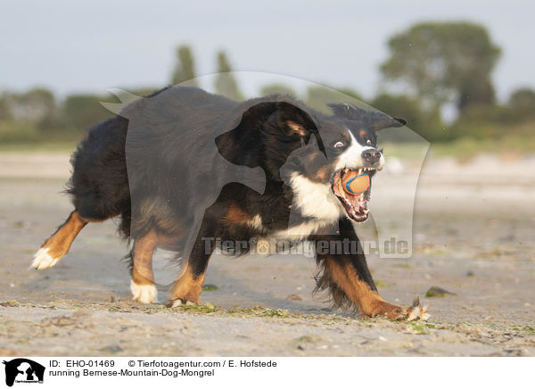 rennender Berner-Sennenhund-Mischling / running Bernese-Mountain-Dog-Mongrel / EHO-01469