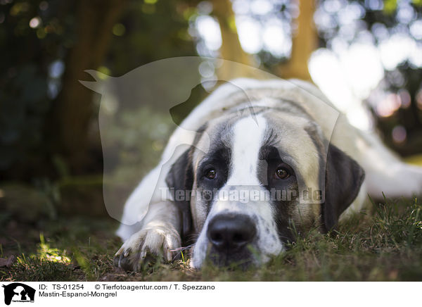 Mastin-Espanol-Mischling / Mastin-Espanol-Mongrel / TS-01254