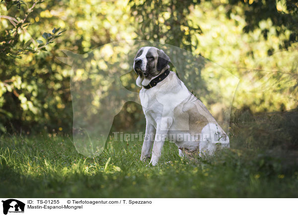 Mastin-Espanol-Mischling / Mastin-Espanol-Mongrel / TS-01255