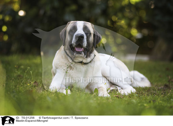 Mastin-Espanol-Mischling / Mastin-Espanol-Mongrel / TS-01256