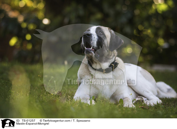 Mastin-Espanol-Mischling / Mastin-Espanol-Mongrel / TS-01257