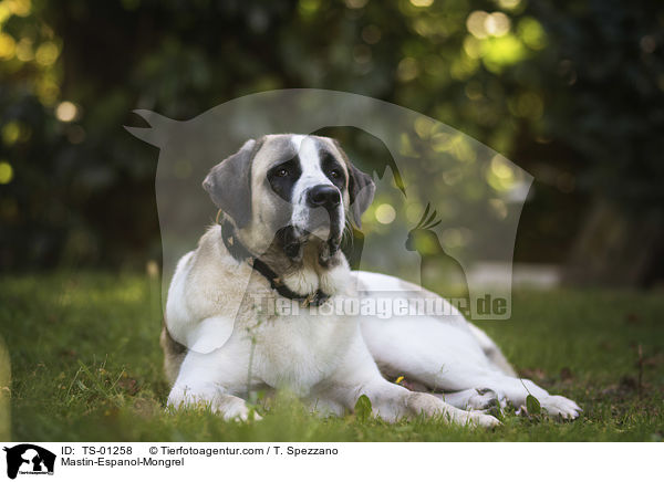 Mastin-Espanol-Mischling / Mastin-Espanol-Mongrel / TS-01258