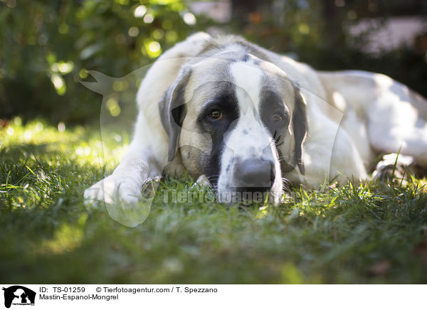Mastin-Espanol-Mischling / Mastin-Espanol-Mongrel / TS-01259