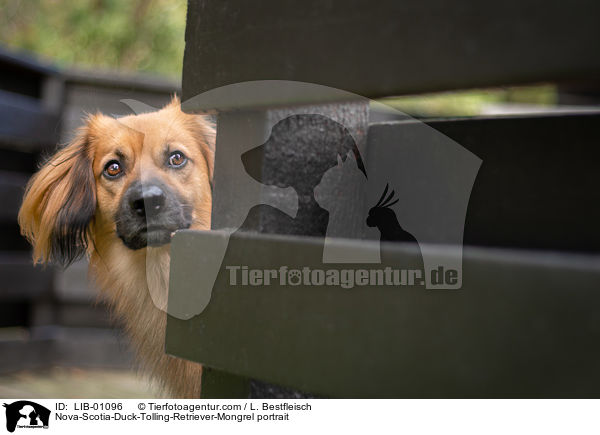 Nova-Scotia-Duck-Tolling-Retriever-Mischling Portrait / Nova-Scotia-Duck-Tolling-Retriever-Mongrel portrait / LIB-01096