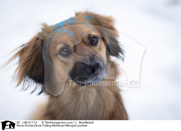 Nova-Scotia-Duck-Tolling-Retriever-Mischling Portrait / Nova-Scotia-Duck-Tolling-Retriever-Mongrel portrait / LIB-01113