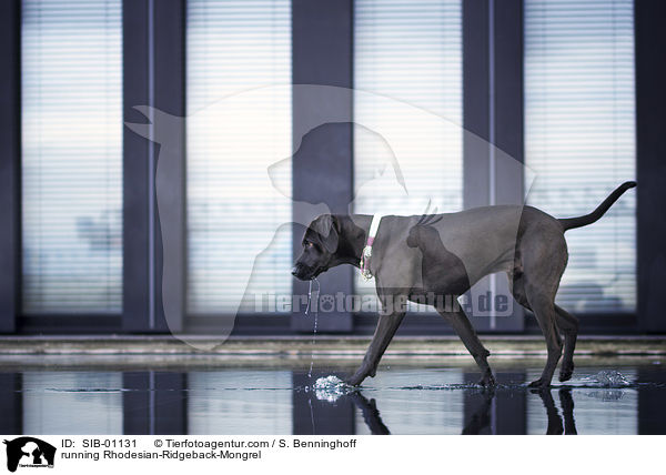 running Rhodesian-Ridgeback-Mongrel / SIB-01131