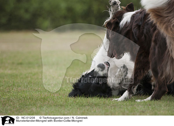 Munsterlander-Mongrel with Border-Collie-Mongrel / NC-01208