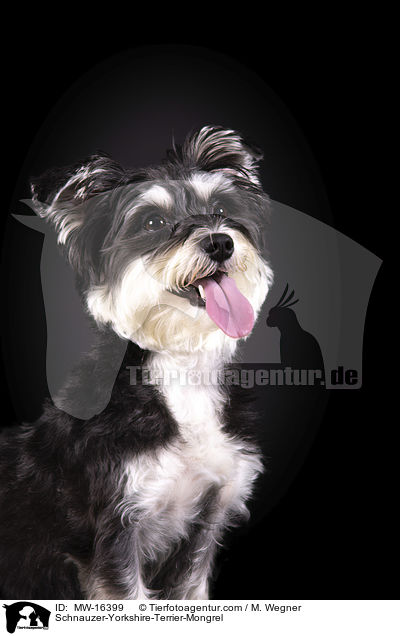 Schnauzer-Yorkshire-Terrier-Mischling / Schnauzer-Yorkshire-Terrier-Mongrel / MW-16399