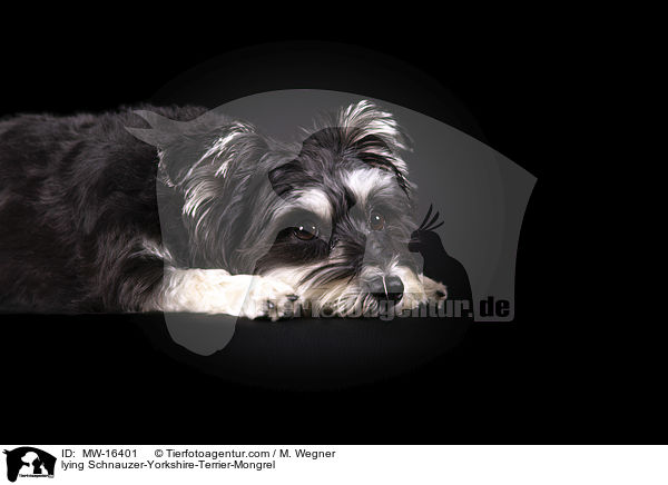 liegender Schnauzer-Yorkshire-Terrier-Mischling / lying Schnauzer-Yorkshire-Terrier-Mongrel / MW-16401