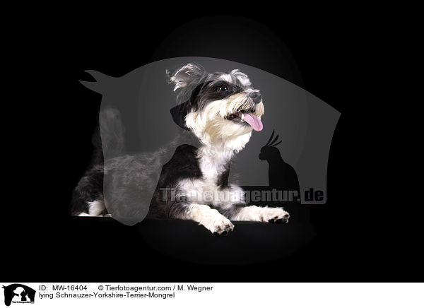 liegender Schnauzer-Yorkshire-Terrier-Mischling / lying Schnauzer-Yorkshire-Terrier-Mongrel / MW-16404