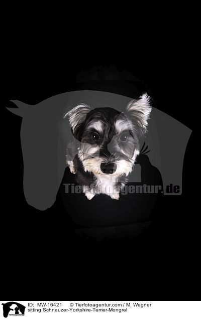 sitzender Schnauzer-Yorkshire-Terrier-Mischling / sitting Schnauzer-Yorkshire-Terrier-Mongrel / MW-16421