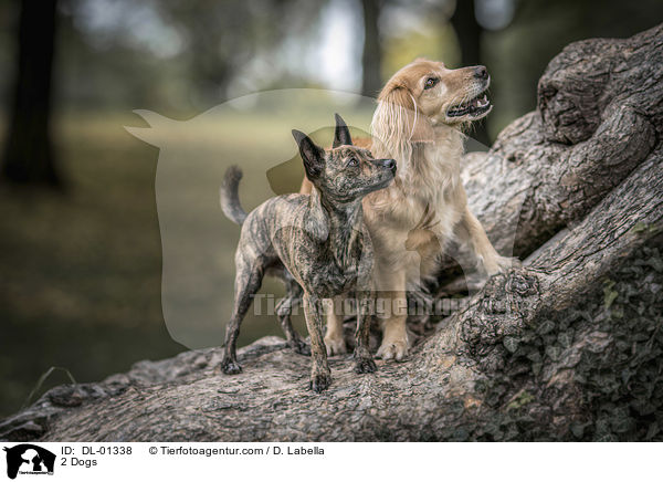 2 Hunde / 2 Dogs / DL-01338