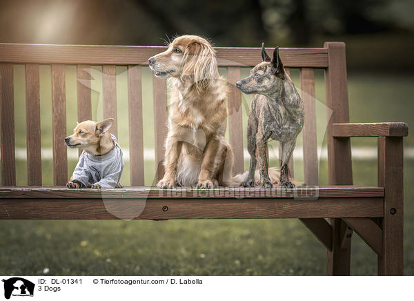 3 Dogs / DL-01341