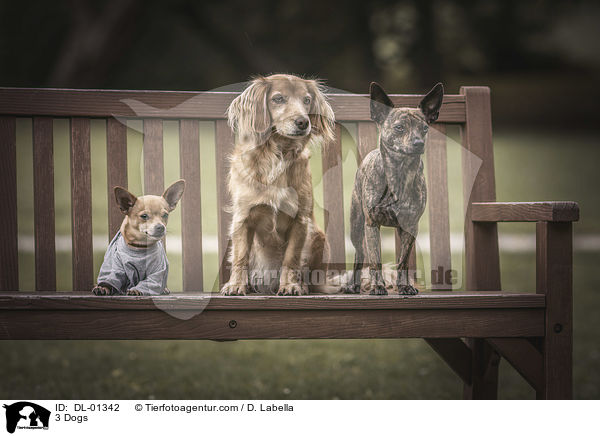3 Dogs / DL-01342