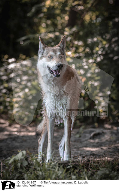 stehender Wolfshund / standing Wolfhound / DL-01397