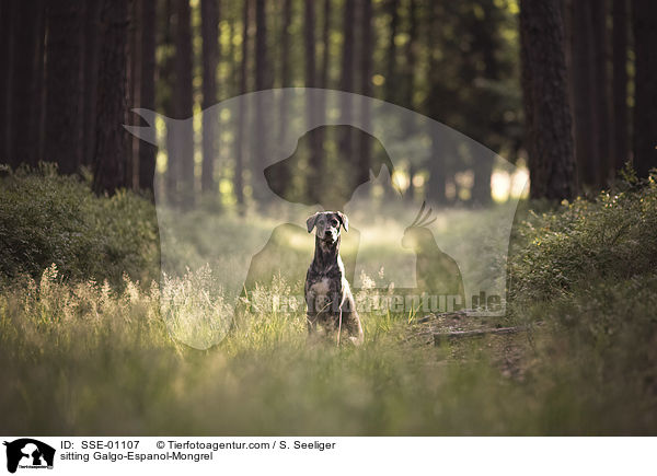 sitzender Galgo-Espanol-Mischling / sitting Galgo-Espanol-Mongrel / SSE-01107