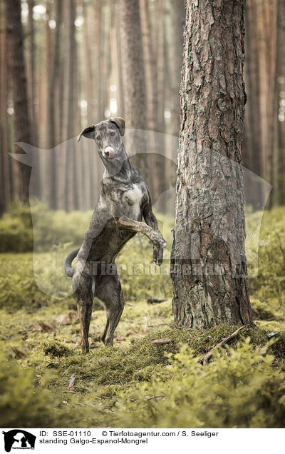 stehender Galgo-Espanol-Mischling / standing Galgo-Espanol-Mongrel / SSE-01110