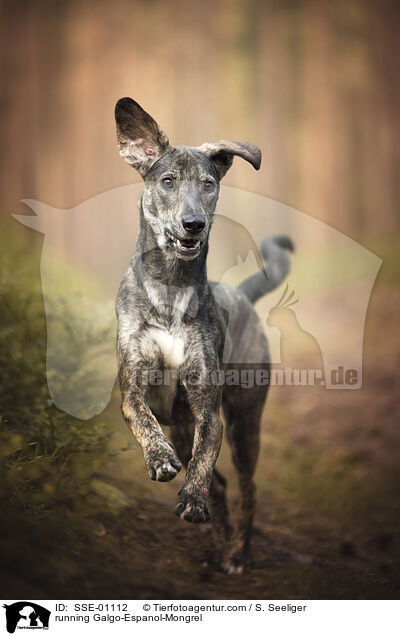rennender Galgo-Espanol-Mischling / running Galgo-Espanol-Mongrel / SSE-01112