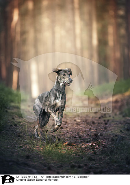 rennender Galgo-Espanol-Mischling / running Galgo-Espanol-Mongrel / SSE-01113