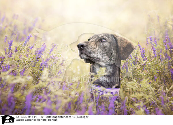 Galgo-Espanol-Mischling Portrait / Galgo-Espanol-Mongrel portrait / SSE-01114