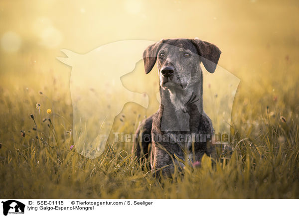 liegender Galgo-Espanol-Mischling / lying Galgo-Espanol-Mongrel / SSE-01115