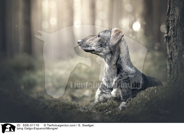 liegender Galgo-Espanol-Mischling / lying Galgo-Espanol-Mongrel / SSE-01116