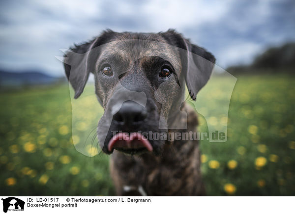 Boxer-Mischling Portrait / Boxer-Mongrel portrait / LB-01517