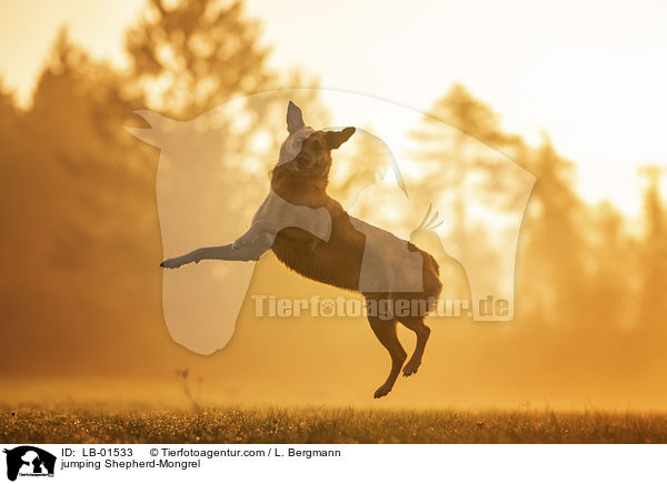 springender Schferhund-Mischling / jumping Shepherd-Mongrel / LB-01533