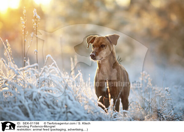 standing Podenco-Mongrel / SEK-01198