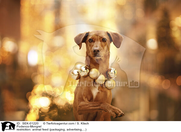 Podenco-Mischling / Podenco-Mongrel / SEK-01220