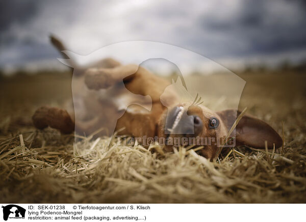 liegender Podenco-Mischling / lying Podenco-Mongrel / SEK-01238