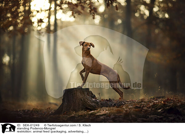 stehender Podenco-Mischling / standing Podenco-Mongrel / SEK-01249
