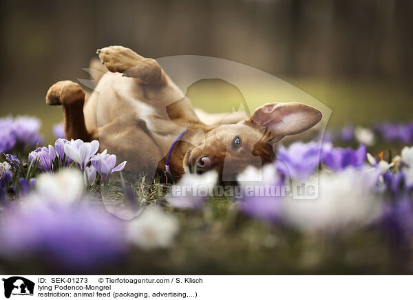 liegender Podenco-Mischling / lying Podenco-Mongrel / SEK-01273