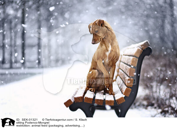 sitting Podenco-Mongrel / SEK-01321