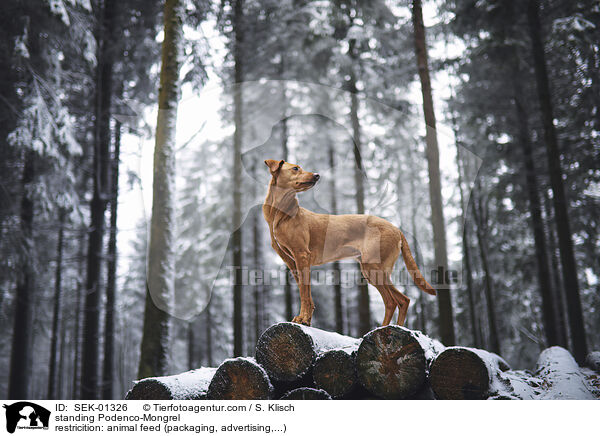 standing Podenco-Mongrel / SEK-01326