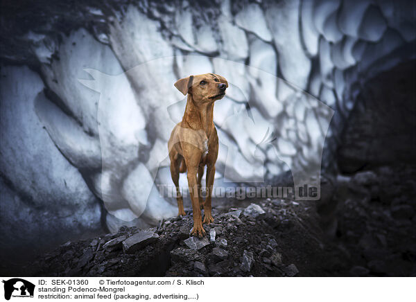 standing Podenco-Mongrel / SEK-01360