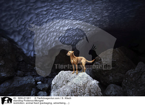 standing Podenco-Mongrel / SEK-01361