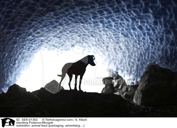 standing Podenco-Mongrel / SEK-01362