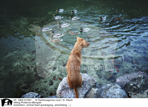 sitzender Podenco-Mischling / sitting Podenco-Mongrel / SEK-01367